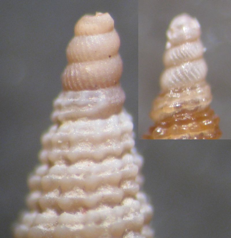 Cerithiopsis barleei?